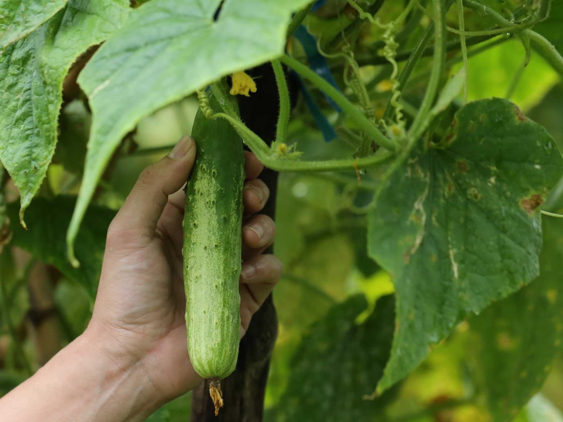 外内島きゅうり | 食文化プロジェクト-生きた文化財 在来作物
