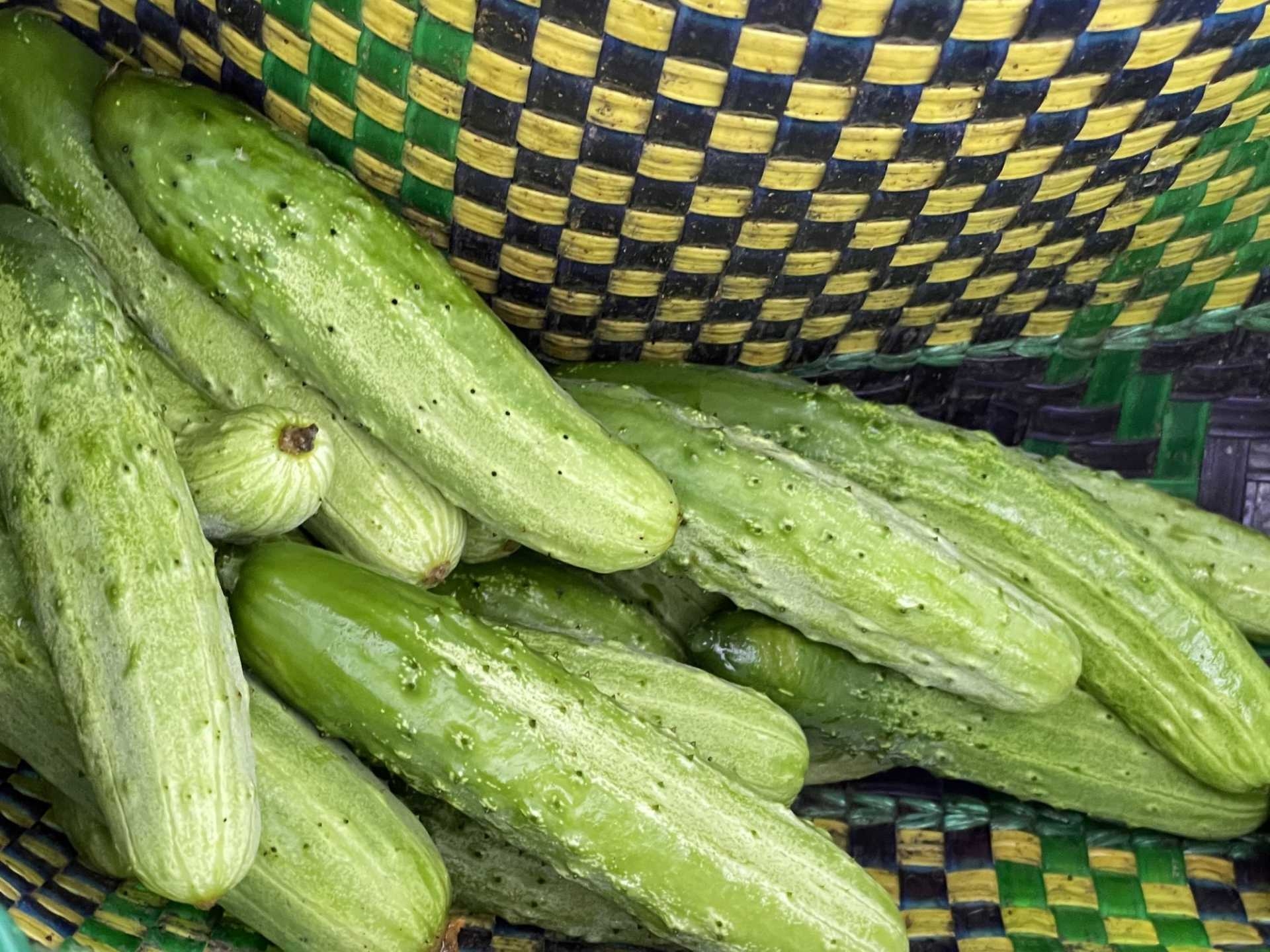 外内島きゅうり | 食文化プロジェクト-生きた文化財 在来作物